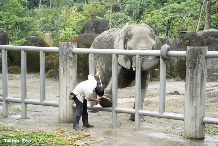 大象也有上課時間！臺北市立動物園邀民眾認識非洲象訓練與行為豐富化